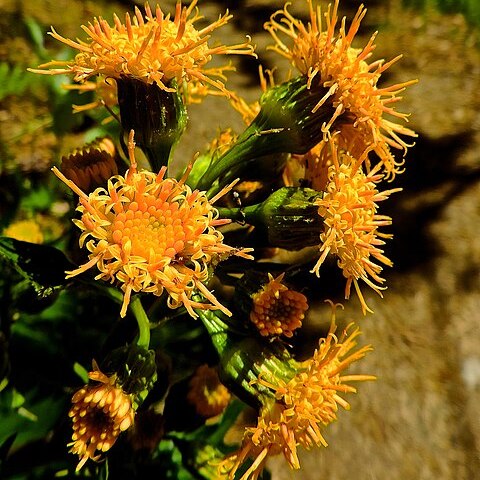 Cacaliopsis nardosmia unspecified picture