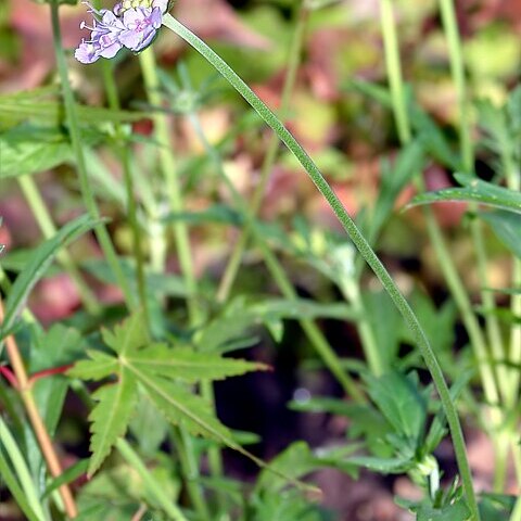 Scabiosa japonica unspecified picture