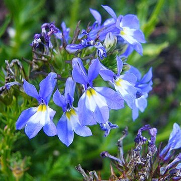 Lobelia valida unspecified picture