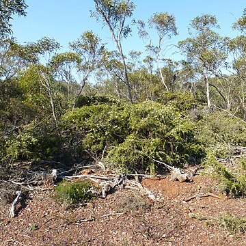 Melaleuca marginata unspecified picture