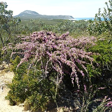 Melaleuca scabra unspecified picture