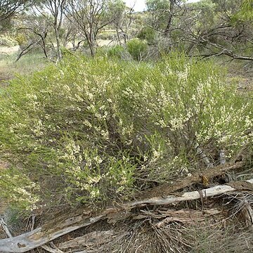 Melaleuca acuminata unspecified picture