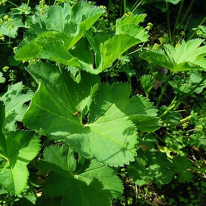 Alchemilla cymatophylla unspecified picture