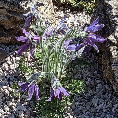 Pulsatilla ambigua unspecified picture