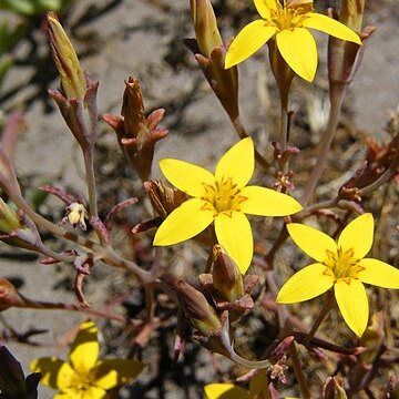 Crassula dichotoma unspecified picture