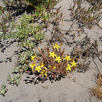 Crassula dichotoma unspecified picture