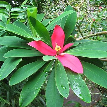 Euphorbia punicea unspecified picture