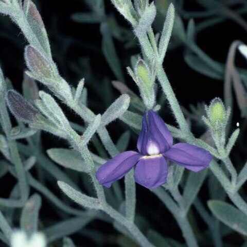 Goodenia incana unspecified picture