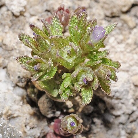 Campanula fastigiata unspecified picture