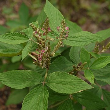 Flemingia semialata unspecified picture