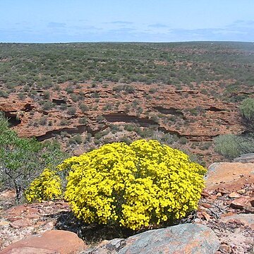 Verticordia chrysantha unspecified picture