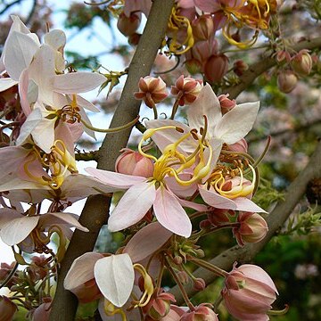 Cassia bakeriana unspecified picture