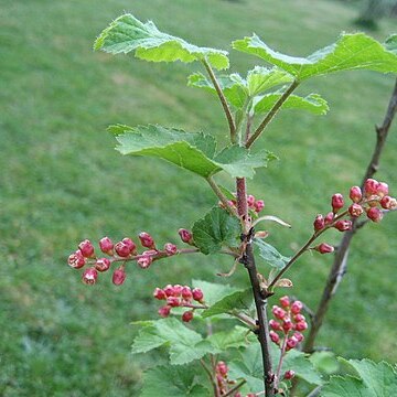 Ribes meyeri unspecified picture