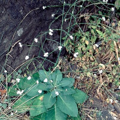 Crambe strigosa l'hér. unspecified picture