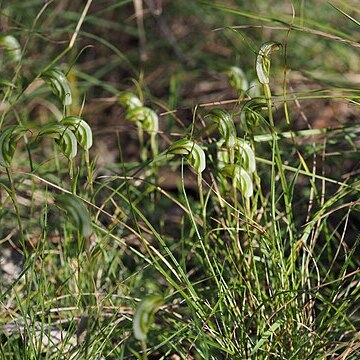 Pterostylis divaricata unspecified picture