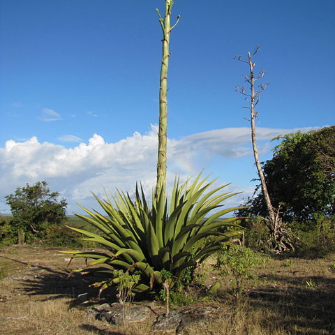 Agave karatto unspecified picture