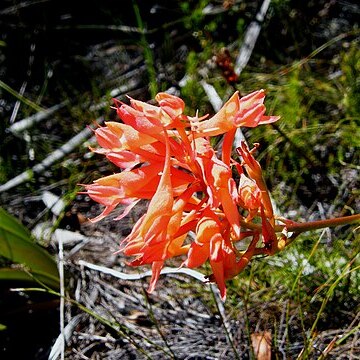 Disa ferruginea unspecified picture