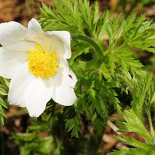 Pulsatilla alpina unspecified picture