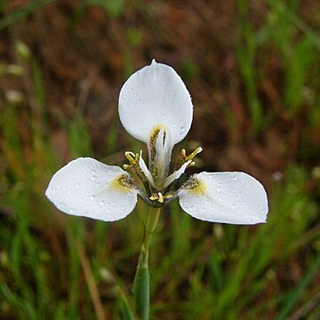 Moraea tricuspidata unspecified picture