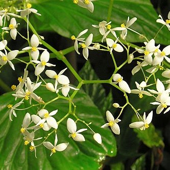 Begonia capensis unspecified picture