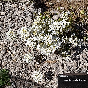 Arabis carduchorum unspecified picture