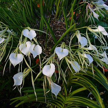 Brassavola unspecified picture