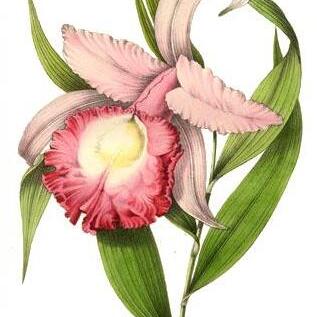 Sobralia unspecified picture