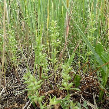 Hedeoma hispida unspecified picture