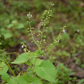 Plectranthus mollis unspecified picture