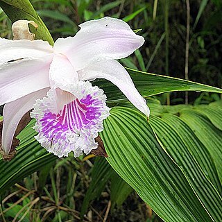 Sobralia rosea unspecified picture