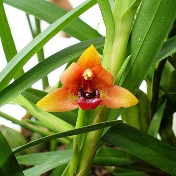 Maxillaria variabilis unspecified picture