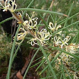 Hakea gibbosa unspecified picture