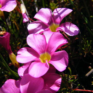 Oxalis glabra unspecified picture