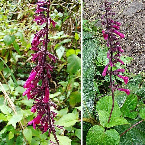 Salvia carnea unspecified picture