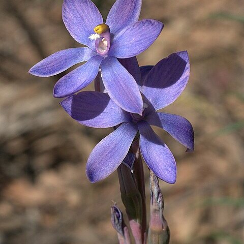 Thelymitra nuda unspecified picture