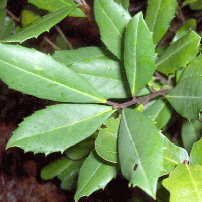 Ilex ambigua unspecified picture