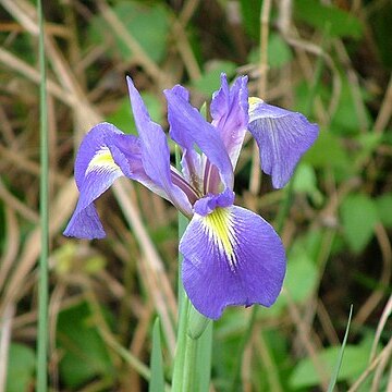 Iris hexagona unspecified picture