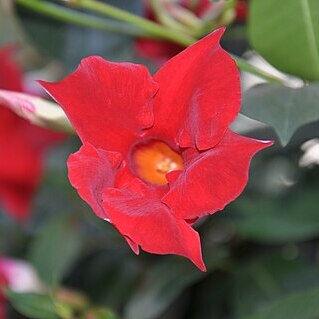 Mandevilla eximia unspecified picture