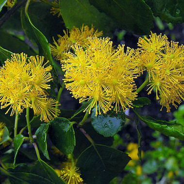 Azara dentata unspecified picture