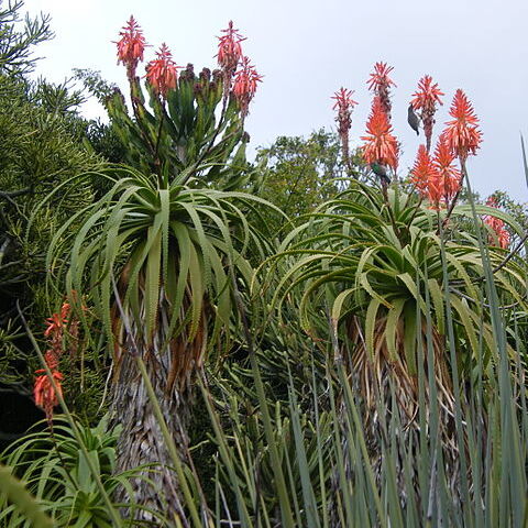 Aloe pluridens unspecified picture