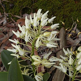 Dendrobium speciosum unspecified picture