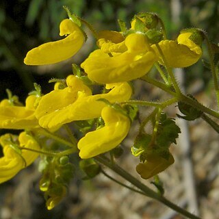 Calceolaria cana unspecified picture