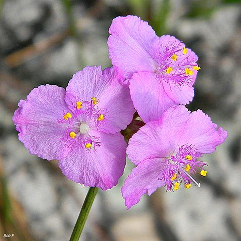 Callisia ornata unspecified picture