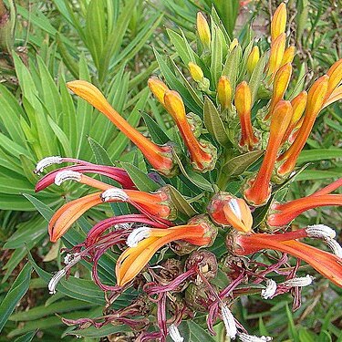 Lobelia excelsa unspecified picture