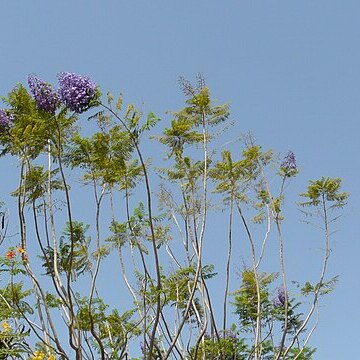 Jacaranda obtusifolia unspecified picture