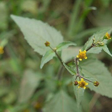 Acmella ciliata unspecified picture