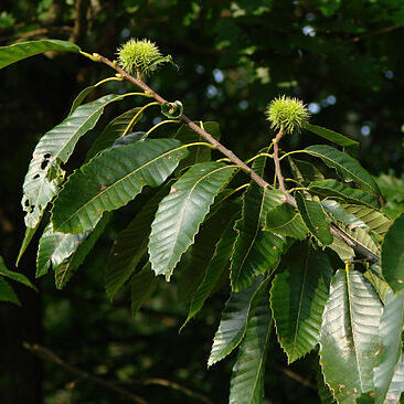 Castanea unspecified picture