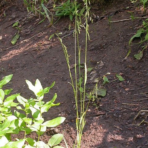 Poa reflexa unspecified picture