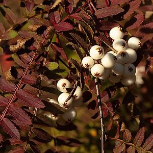 Sorbus frutescens unspecified picture