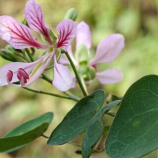 Bauhinia corymbosa unspecified picture